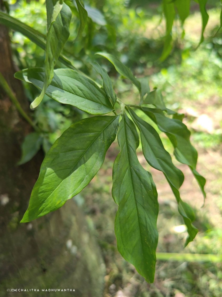 Syngonium angustatum Schott